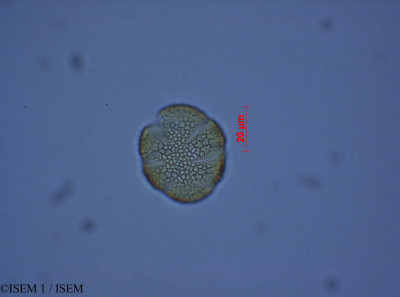 Salvia corrugata - lame n° 28082